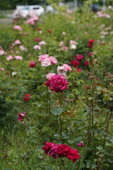 quantum Cambridge valentine roses on different scales and with macro photography