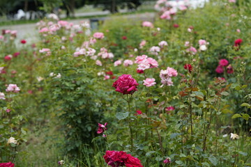 quantum Cambridge valentine roses on different scales and with macro photography