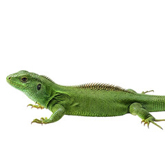 Fototapeta premium Emerald lizard on a dark background