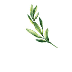 Eucalyptus Leaf Branch Vector