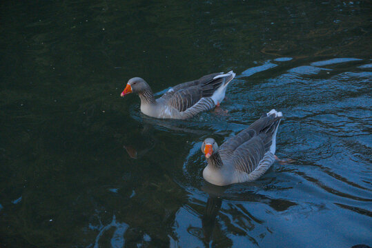 Group of grey geese swimming in a calm river near a stone-paved bank during golden hour. Peaceful water reflections and soft natural light in a park setting.