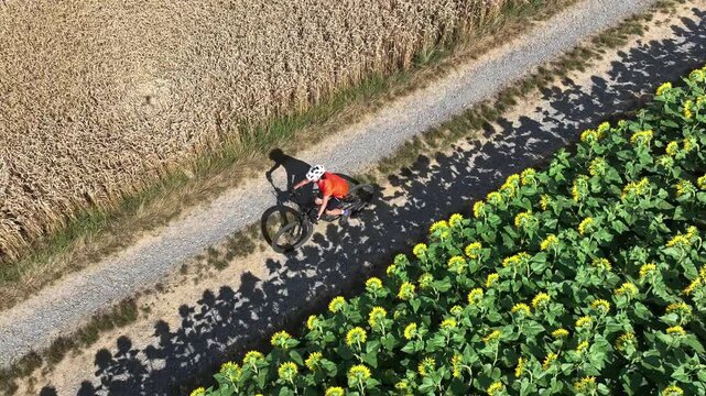 drone movie of a nice senior woman cycling with her electric mountain bike in a blooming sunflower field
