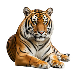 Obraz premium Resting tiger on a black background