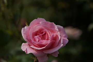quantum Cambridge valentine roses on different scales and with macro photography