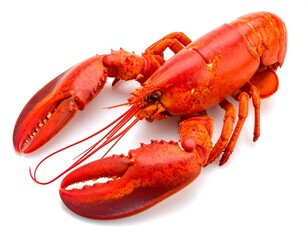 Vibrant red lobster on white background