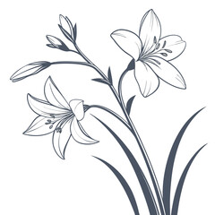 vector illustration of zephyranthes candida white