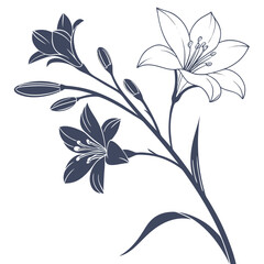 zephyranthes candida white with leaves