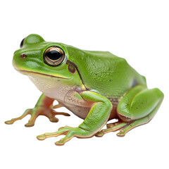 Obraz premium Green frog resting on black background