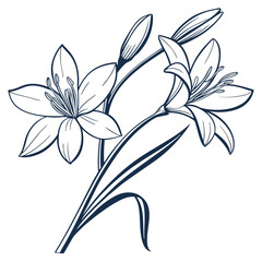 zephyranthes candida white on white background 