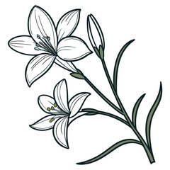 zephyranthes candida white vector