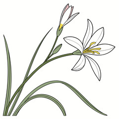 zephyranthes candida white flower
