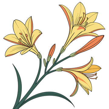 vector illustration of zephyranthes citrina