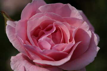 quantum Cambridge valentine roses on different scales and with macro photography