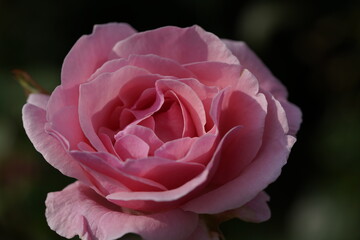 quantum Cambridge valentine roses on different scales and with macro photography