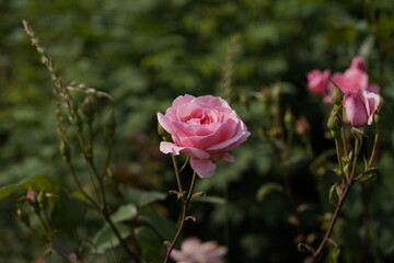 quantum Cambridge valentine roses on different scales and with macro photography
