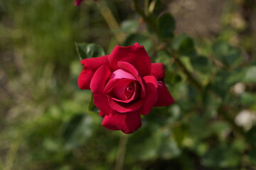 quantum Cambridge valentine roses on different scales and with macro photography