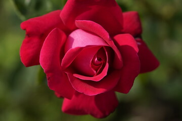 quantum Cambridge valentine roses on different scales and with macro photography
