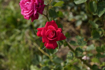 quantum Cambridge valentine roses on different scales and with macro photography