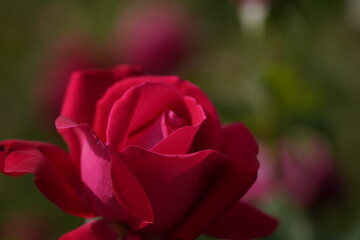 quantum Cambridge valentine roses on different scales and with macro photography