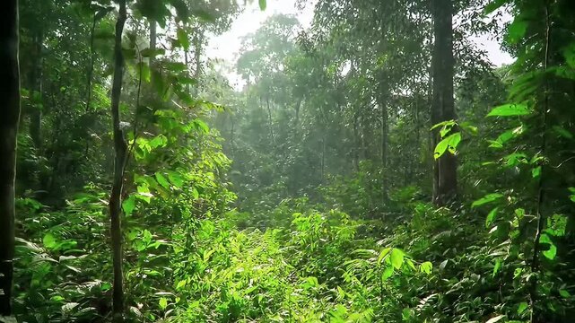 Lush, green forest floor rises into a dense canopy with mist and sunlight