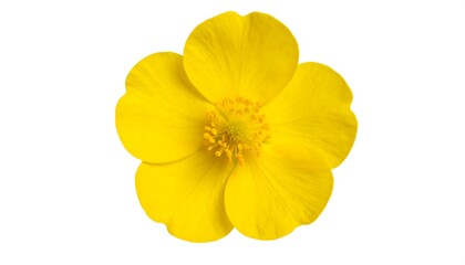 Bright yellow flower, close-up