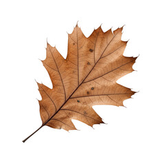 Obraz premium Dried oak leaf on black background