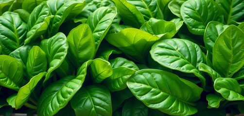 Fototapeta premium A row of fresh spinach leaves, vibrant green, extending across the frame, macro, organic