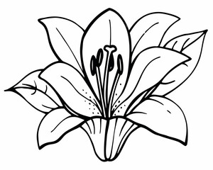 white lily flower