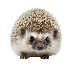 Obraz premium Adorable hedgehog portrait on a black background