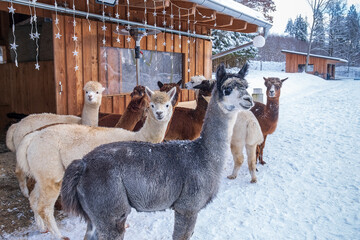 A colorful group of alpacas stands together in the snow near a wooden barn. Calm winter farm setting. © Oleksandra