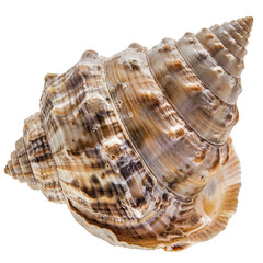 Detailed close-up of a spiral seashell.  Natural light highlights intricate patterns and textures
