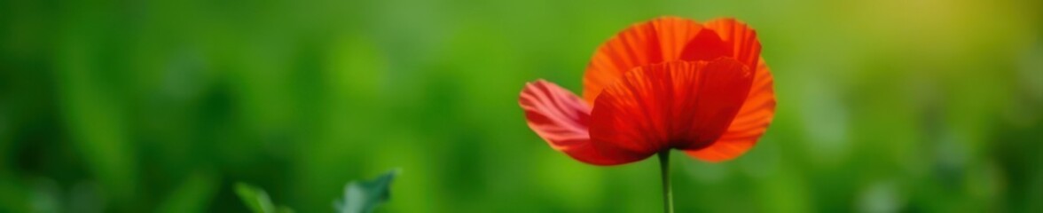 Fototapeta premium Single vibrant red poppy, delicate petals, lush green background, color, poppy