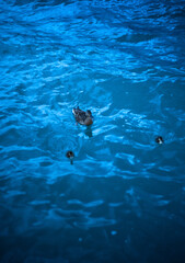 Obraz premium Mother Duck with Ducklings on Blue Water