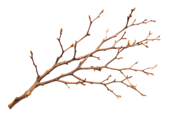 a small branch of a tree with no leaves on white background PNG.AI Generated