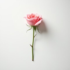 Fototapeta premium Beautiful Pink Rose Isolated on White Background