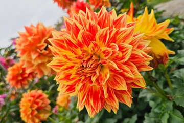 Red Yellow Dahlia