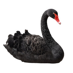 Elegant Black Swan Isolated on Black Background