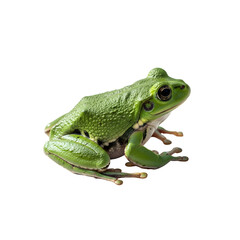 Obraz premium Green tree frog against black background