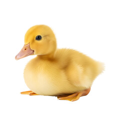 Cute fluffy yellow duckling on black background