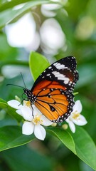 Fototapeta premium Butterfly on white flowers
