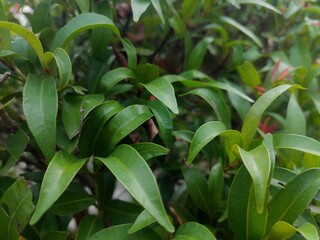 a collection of dense green leaves that look fresh and shiny, with an elongated and curved shape when seen from above