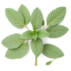 Green sage leaves isolated on white background.