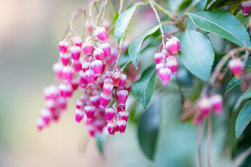 Pink pieris japonica flowers in spring garden close-up