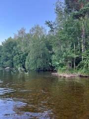 tree hanging over a lake