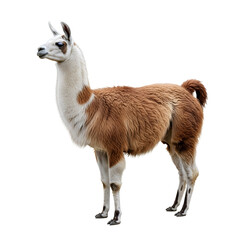 Fototapeta premium Llama standing sideways against black background