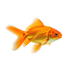 Fototapeta premium Elegant goldfish swimming on black background