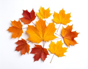 Autumn leaves arranged in a heart shape on white background