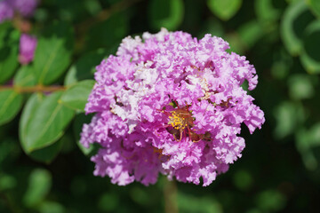 Lagerstroemia indica blooming Indian lilac red flowers branch leaves nature flora Bulgaria