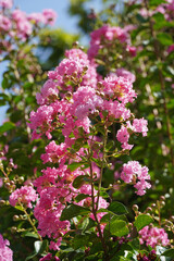 Lagerstroemia indica blooming Indian lilac red flowers branch leaves nature flora Bulgaria