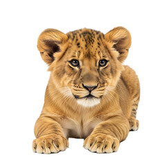 Adorable lion cub portrait on black